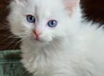 Red bicolor - Ragdoll Cat For Sale - Farmville&comma; VA&comma; US