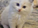 Blue bicolor - Ragdoll Cat For Sale - Farmville&comma; VA&comma; US