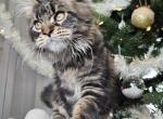 Windsor - Maine Coon Cat For Sale - Charlotte&comma; NC&comma; US
