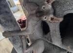 Elfbatbaby3 - Sphynx Cat For Sale - Chicago&comma; IL&comma; US
