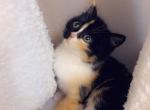 Super cute calico - Domestic Cat For Sale - Vancouver&comma; WA&comma; US