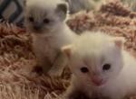 ON HOLD seal point Mitted Kats Ravishing ragdolls - Ragdoll Cat For Sale - Lancaster&comma; PA&comma; US