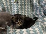 Jenny - Maine Coon Cat For Sale - Westfield&comma; MA&comma; US