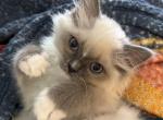 Noelle - Ragdoll Cat For Sale - Saugerties&comma; NY&comma; US