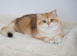 Denny Shantaren Shakh - British Shorthair Cat For Sale - CA&comma; US