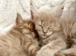 June - Maine Coon Cat For Sale - Turlock&comma; CA&comma; US