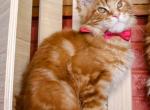 James - Maine Coon Cat For Sale - Westfield&comma; IN&comma; US
