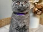 Daisy - Scottish Straight Cat For Sale - New York&comma; NY&comma; US