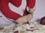 Cupid - Sphynx Cat For Sale - Mundelein&comma; IL&comma; US