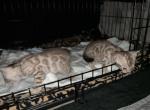 Patchy Lucci Luna - Bengal Cat For Adoption - NJ&comma; US