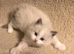 Two Brothers - Ragdoll Cat For Sale - Burlington&comma; WI&comma; US