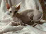 Bambino  MAX - Bambino Cat For Sale - FL&comma; US