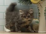 Journey of RomanovCats - Siberian Cat For Sale - Ashburn&comma; VA&comma; US