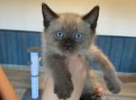JULLIAN - Ragdoll Cat For Sale - Maclean&comma; VA&comma; US