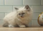 Jolan of RomanovCats - Siberian Cat For Sale - Ashburn&comma; VA&comma; US