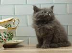 Jetta of RomanovCats - Siberian Cat For Sale - Ashburn&comma; VA&comma; US