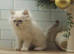 Josee of RomanovCats - Siberian Cat For Sale - Ashburn&comma; VA&comma; US