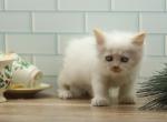 Lennox of RomanovCats - Siberian Cat For Sale - Ashburn&comma; VA&comma; US