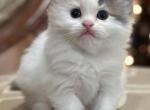 Pancakes - Munchkin Cat For Sale - Neosho&comma; MO&comma; US