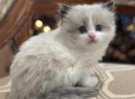 Waffles - Munchkin Cat For Sale - Neosho&comma; MO&comma; US