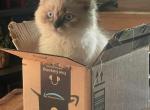 Buddy - Persian Cat For Sale - Glens Falls&comma; NY&comma; US