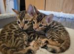 Benny  Jadis litter - Bengal Cat For Sale - Lincoln&comma; NE&comma; US