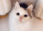 Sweet pea - Ragdoll Cat For Sale - Vancouver&comma; WA&comma; US