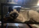 Christmas - Balinese Cat For Sale - Dallas&comma; TX&comma; US