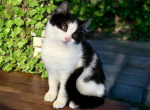 Elsa - American Curl Cat For Sale - Neosho&comma; MO&comma; US