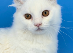 Archer - Munchkin Cat For Sale - Neosho&comma; MO&comma; US