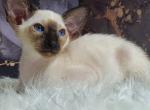 Divia - Siamese Cat For Sale - Miami&comma; FL&comma; US