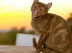 Ziva - Munchkin Cat For Sale - Neosho&comma; MO&comma; US