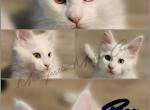 Meowjestic Litter 1 - Maine Coon Cat For Sale - Mexico&comma; MO&comma; US