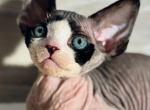 Cozy - Devon Rex Cat For Sale - Philadelphia&comma; PA&comma; US