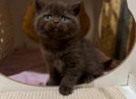 Rustem - Scottish Straight Cat For Sale - Los Angeles&comma; CA&comma; US