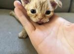 beautiful - Devon Rex Cat For Sale - Rancho Cucamonga&comma; CA&comma; US