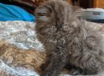so cute - Persian Cat For Sale - Mora&comma; NM&comma; US