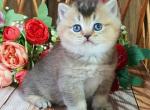 Ponchic - British Shorthair Cat For Sale - Los Angeles&comma; CA&comma; US