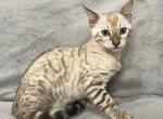 Benjamin - Bengal Cat For Sale - Hollywood&comma; FL&comma; US