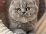 Hanna - Scottish Fold Cat For Sale - Norwalk&comma; CT&comma; US