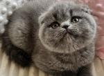 Josefina - Scottish Fold Cat For Sale - Norwalk&comma; CT&comma; US