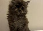 Karma - Maine Coon Cat For Sale - Kansas City&comma; MO&comma; US