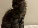 Jupiter - Maine Coon Cat For Sale - Kansas City&comma; MO&comma; US