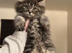Male Kitten 1 - Maine Coon Cat For Sale - Beach Park&comma; IL&comma; US