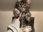Male Kitten 2 - Maine Coon Cat For Sale - Beach Park&comma; IL&comma; US