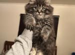 Male kitten 3 - Persian Cat For Sale - Beach Park&comma; IL&comma; US