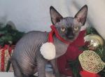 Melody - Sphynx Cat For Sale - Mundelein&comma; IL&comma; US
