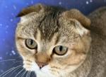 Umbria Scottish Fold Golden Ticked female - Scottish Fold Cat For Sale - Odessa&comma; FL&comma; US
