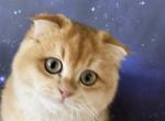 Tripp Scottish Fold Golden boy Neutered - Scottish Fold Cat For Sale - Odessa&comma; FL&comma; US