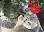 Usher Scottish Fold Blue Male - Scottish Fold Cat For Sale - Odessa&comma; FL&comma; US